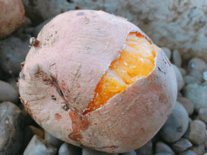 安納芋の石焼き芋